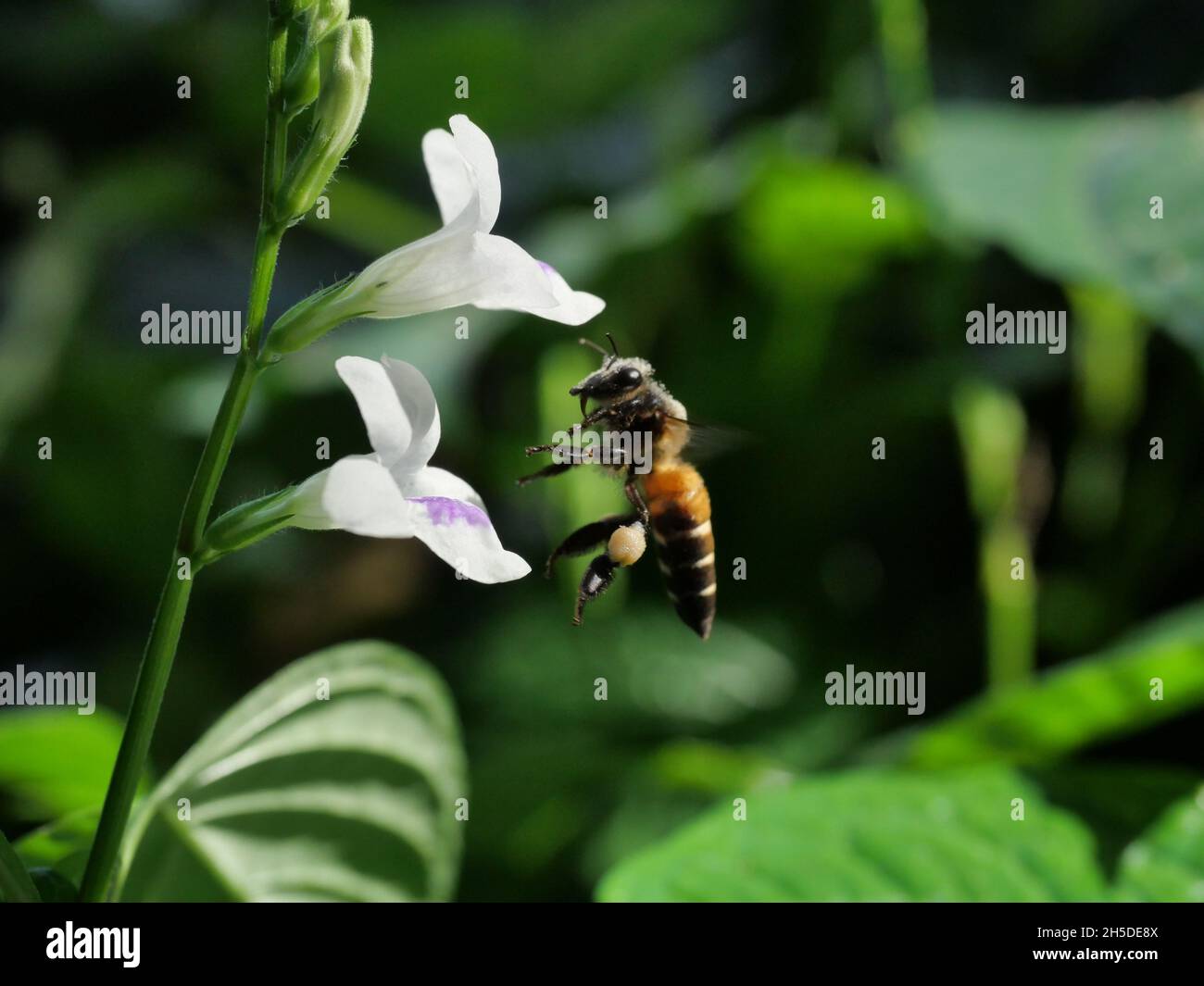 Ape di miele gigante in cerca di nettare su violetto cinese bianco o coromandel o foxglove strisciante ( Asystasia gangetica ) fioriscono in campo con verde naturale Foto Stock