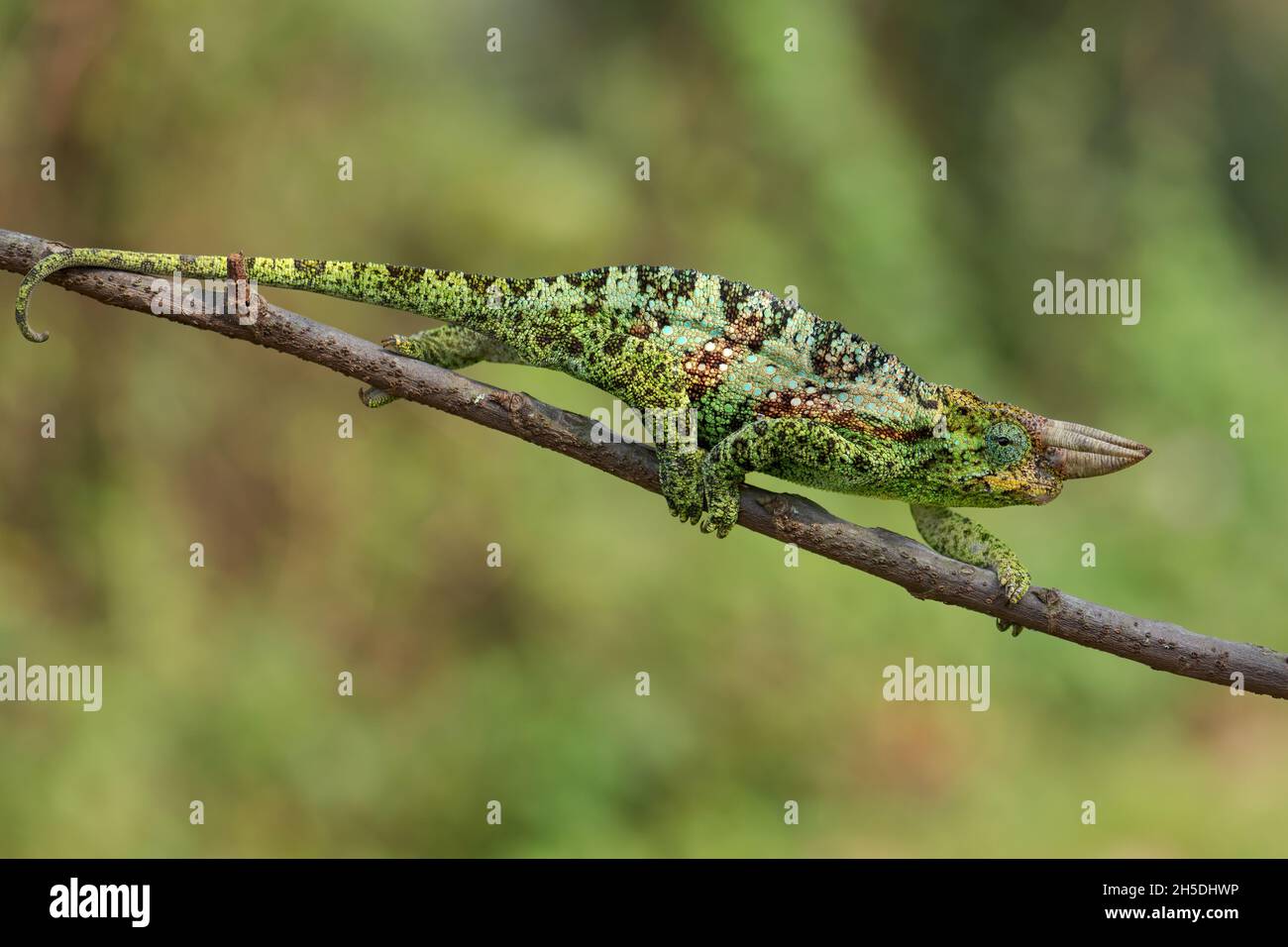 Johnston's Chameleon -Trioceros johnstoni, bellissima lucertola colorata da boschi e cespugli africani, Bwindi, Uganda. Foto Stock