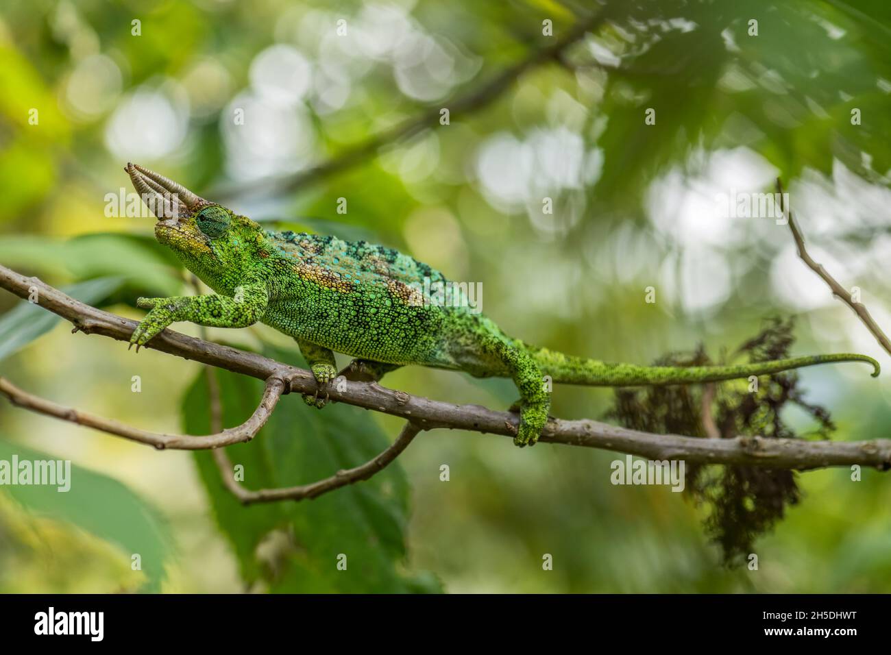 Johnston's Chameleon -Trioceros johnstoni, bellissima lucertola colorata da boschi e cespugli africani, Bwindi, Uganda. Foto Stock