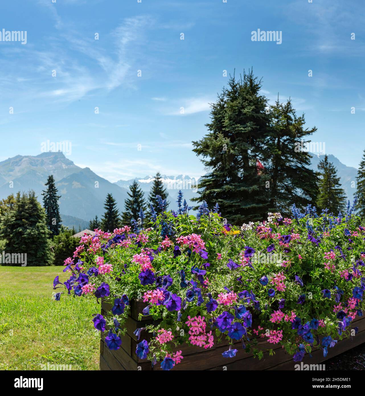 Scatola di fiori con gerani e petunie *** Capzione locale *** Villars-sur-Ollon, Svizzera, paesaggio, fiori, estate, montagne, colline, Foto Stock