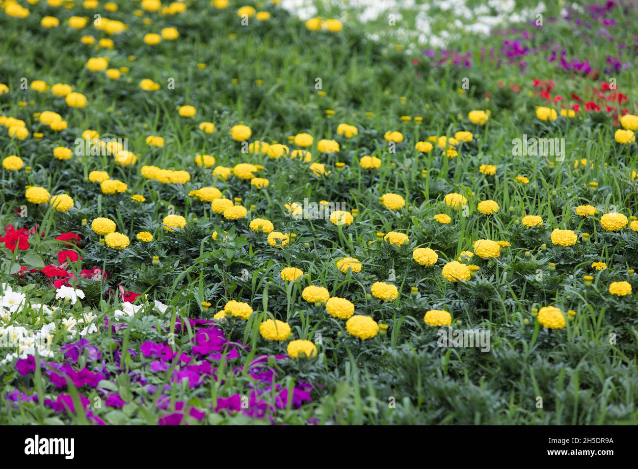 Bel prato verde con fiori gialli e rosa in primavera o in estate. Foto Stock
