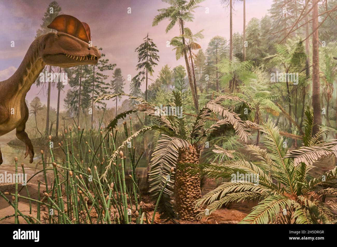 Un diorama e un murale con un Dilofosauro. Al Dinosaur state Park vicino Hartford, Connecticut. Foto Stock