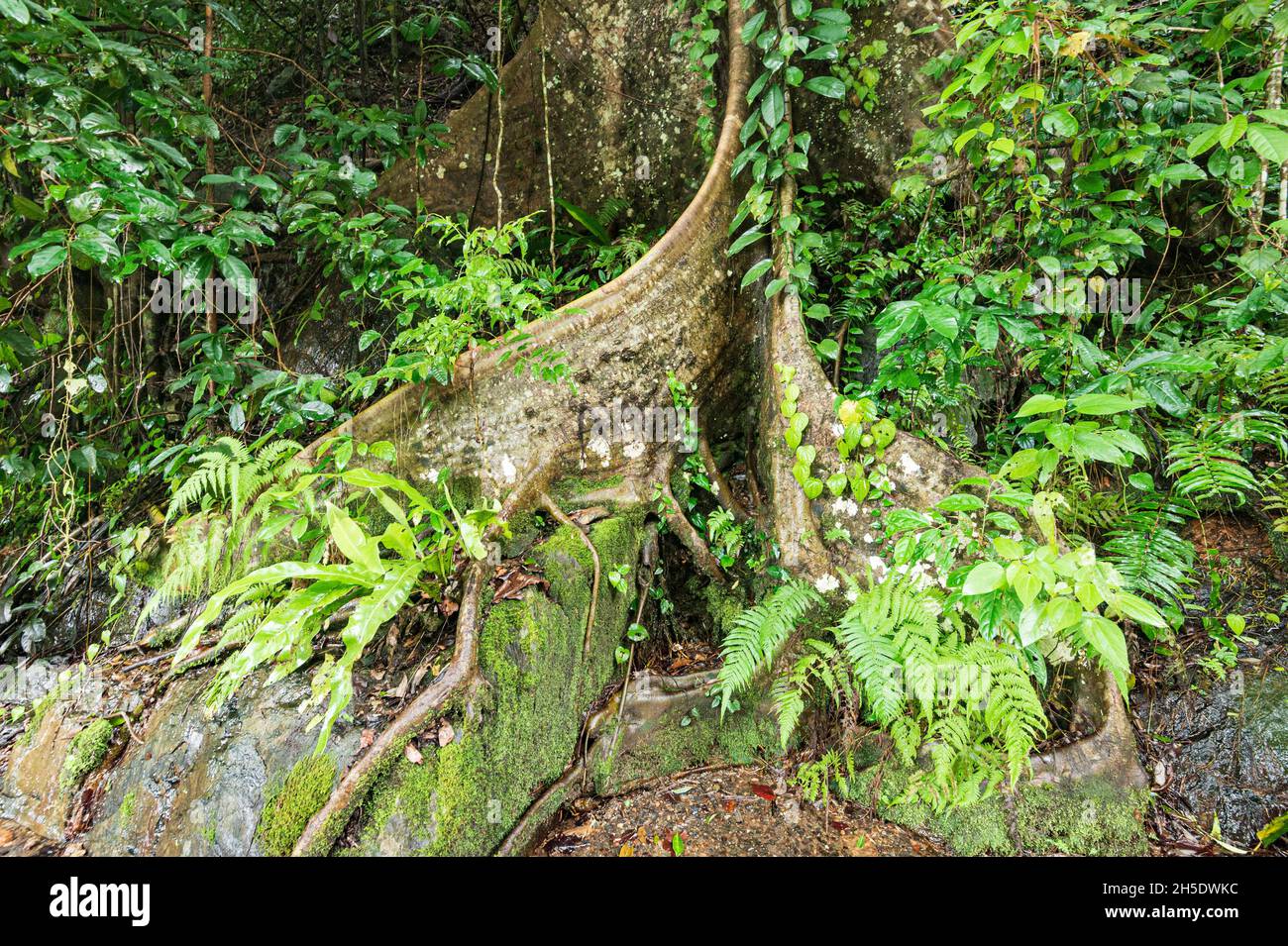 Albero di radici di rinforzo nella foresta pluviale tropicale vicino Cairns, Tropics bagnato, Queensland lontano Nord, FNQ, Australia Foto Stock