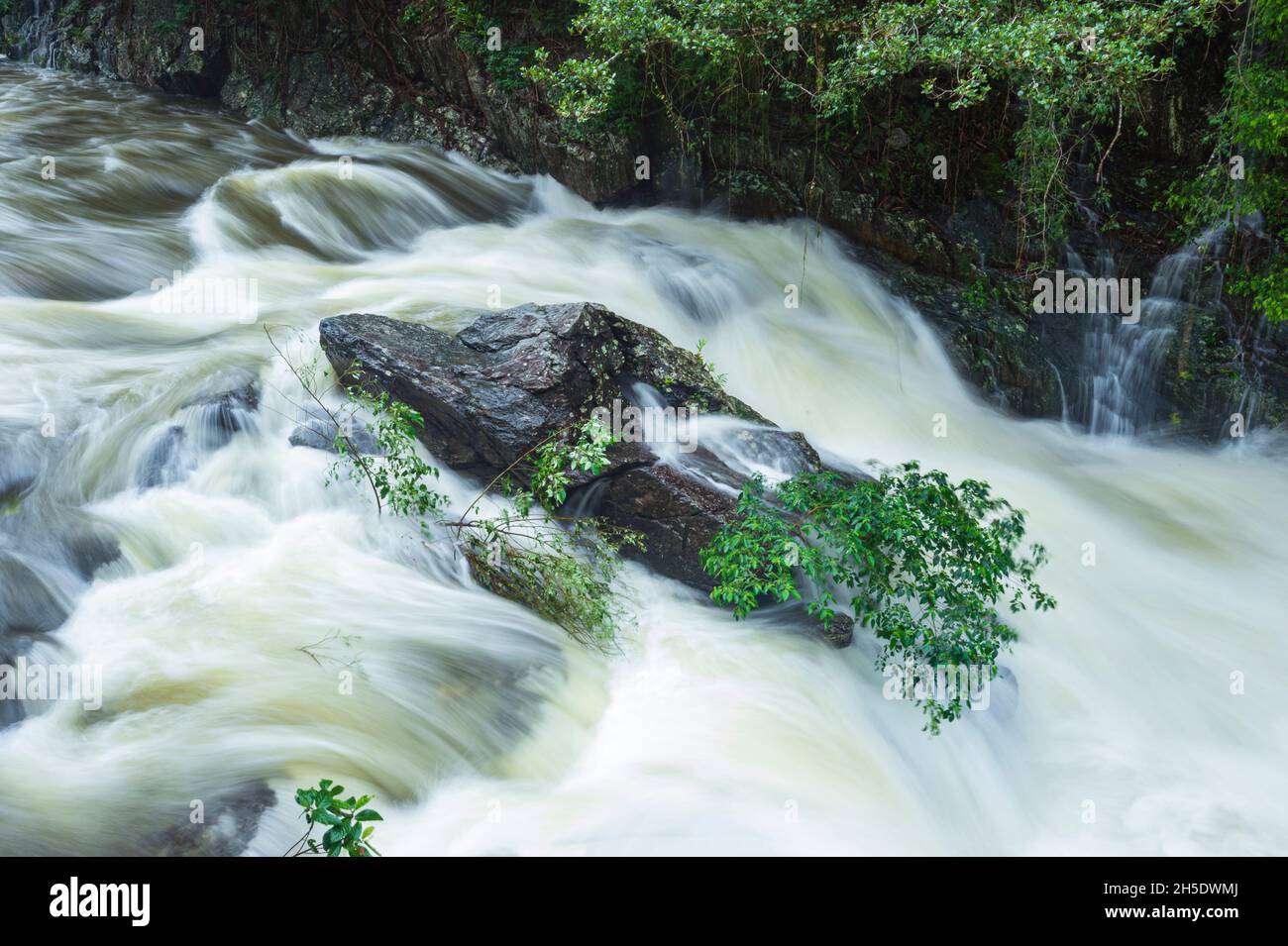 Rampicante Freshwater Creek nella foresta pluviale tropicale ambientazione durante la stagione umida a Crystal Cascades, Cairns, Wet Tropics, far North Queensland, FNQ, Aust Foto Stock