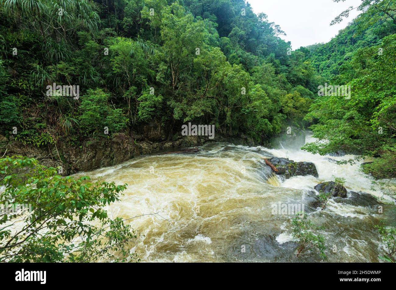 Fresh Water Creek che imperversa attraverso una gola nella foresta pluviale tropicale durante la stagione umida, Cascades di cristallo, Cairns, Tropics di bagnato, Queensland di far North, FNQ Foto Stock
