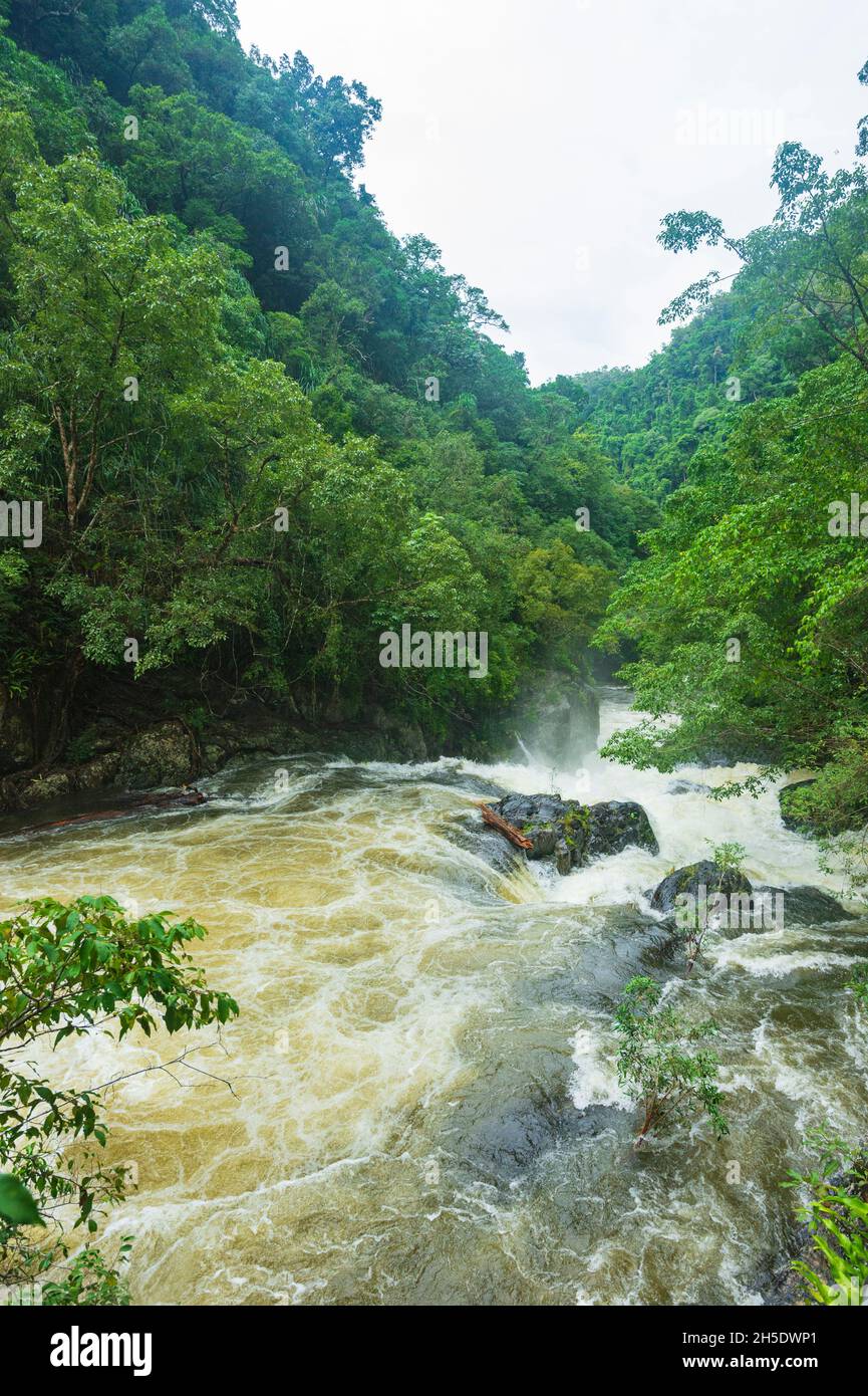 Fresh Water Creek che imperversa attraverso una gola nella foresta pluviale tropicale durante la stagione umida, Cascades di cristallo, Cairns, Tropics di bagnato, Queensland di far North, FNQ Foto Stock