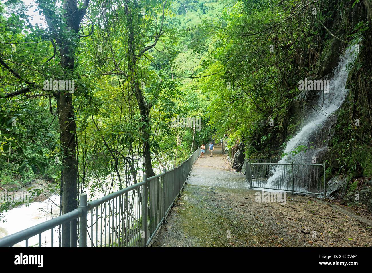 Persone che camminano lungo Freshwater Creek infuria nella foresta pluviale tropicale, Cascades Crystal, Cairns, Tropics umido, far North Queensland, FNQ, Australia Foto Stock