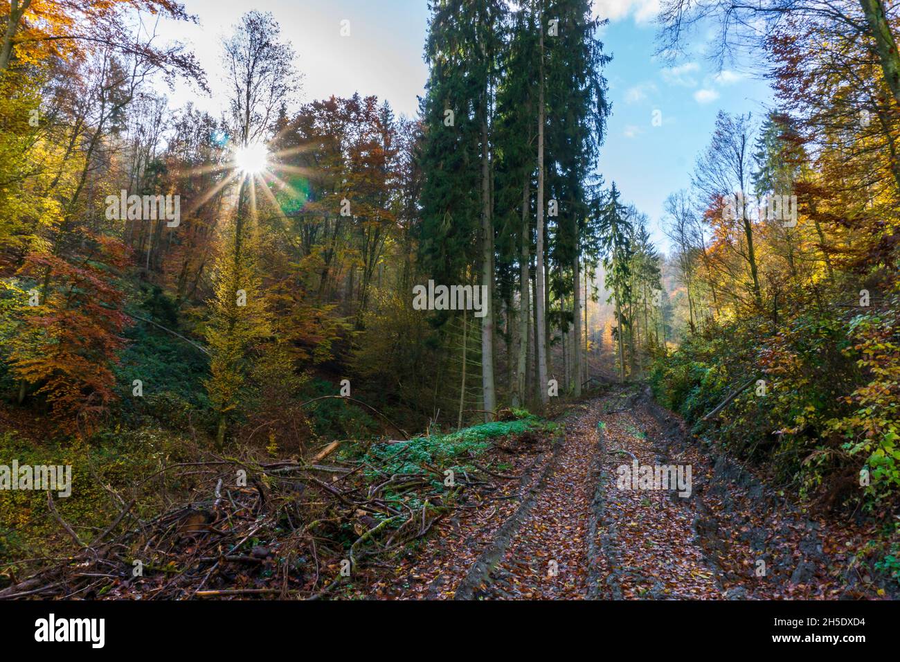 Sentiero nel bosco con erba gialla lunga immagini e fotografie stock ad ...