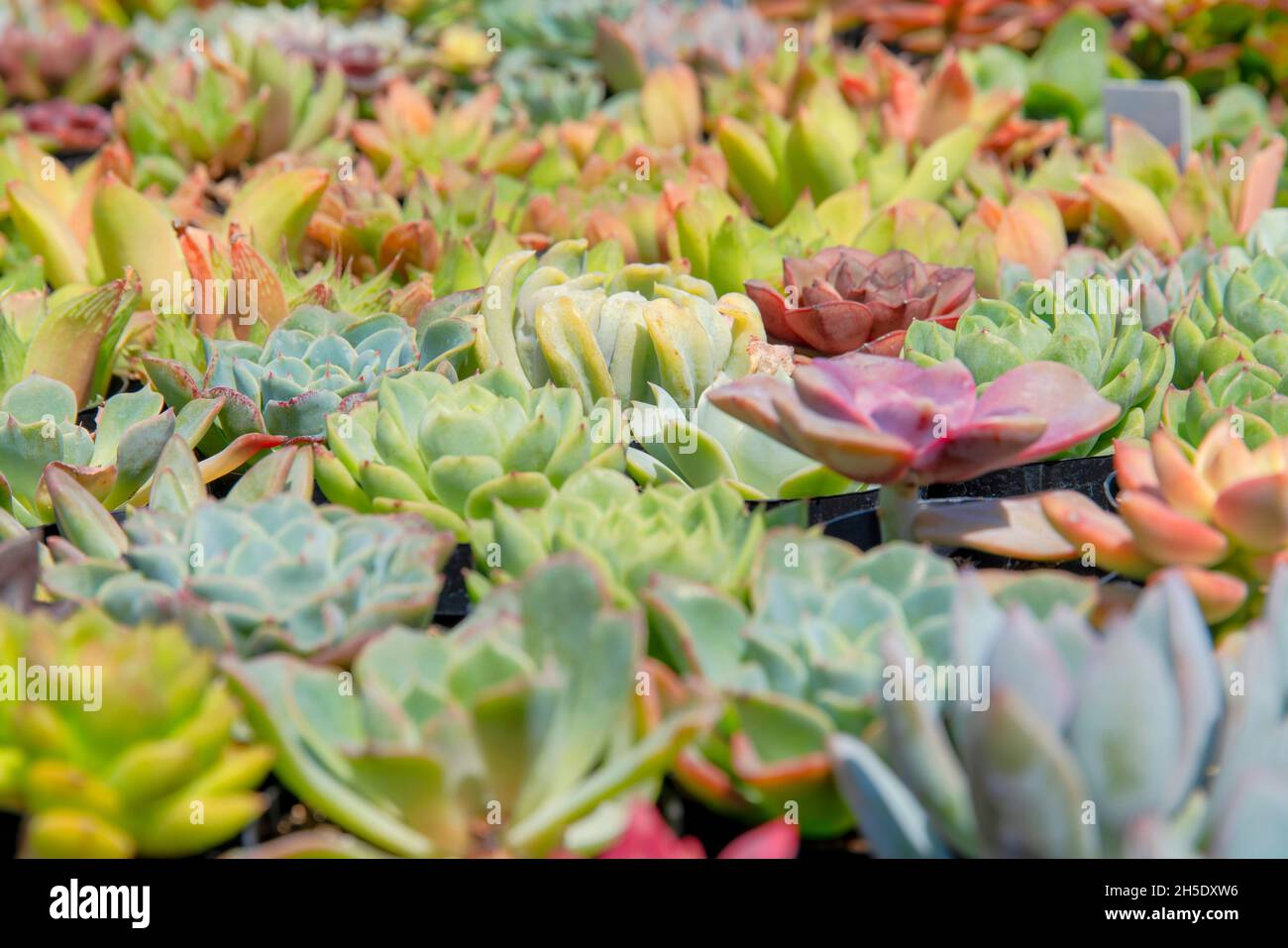Diversi tipi di echeveria piante succulente in un fuoco selettivo colpo Foto Stock