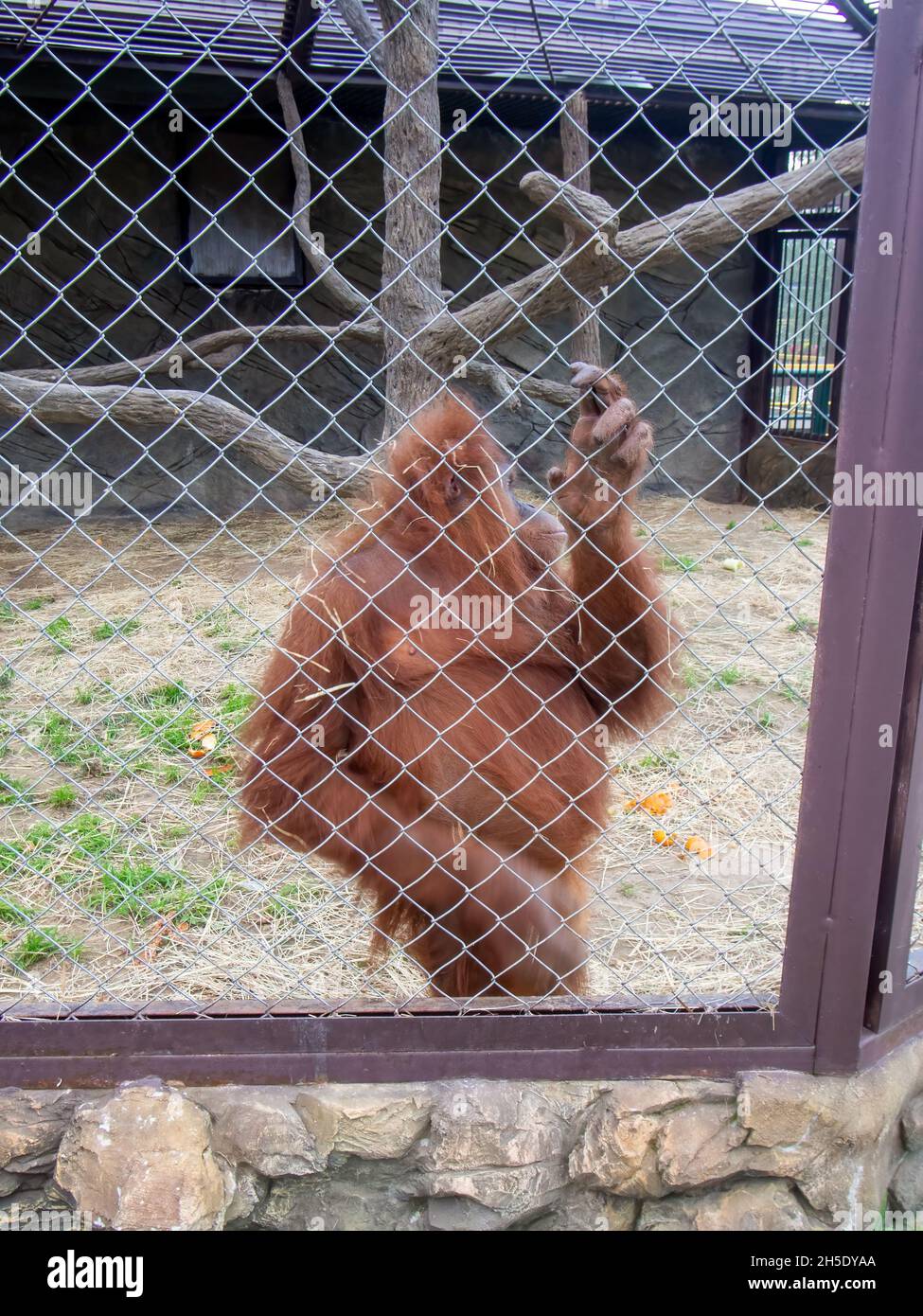 orangutan dietro i bar allo zoo, in estate Foto Stock