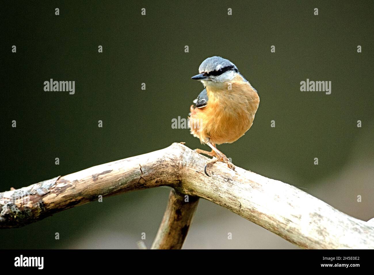 Nuthatch, uccelli del pino nuovo, songbird, songbirds, Sitta europaea, uccello di sparrow, uccelli del passero, uccello, uccelli, uccello della foresta Foto Stock