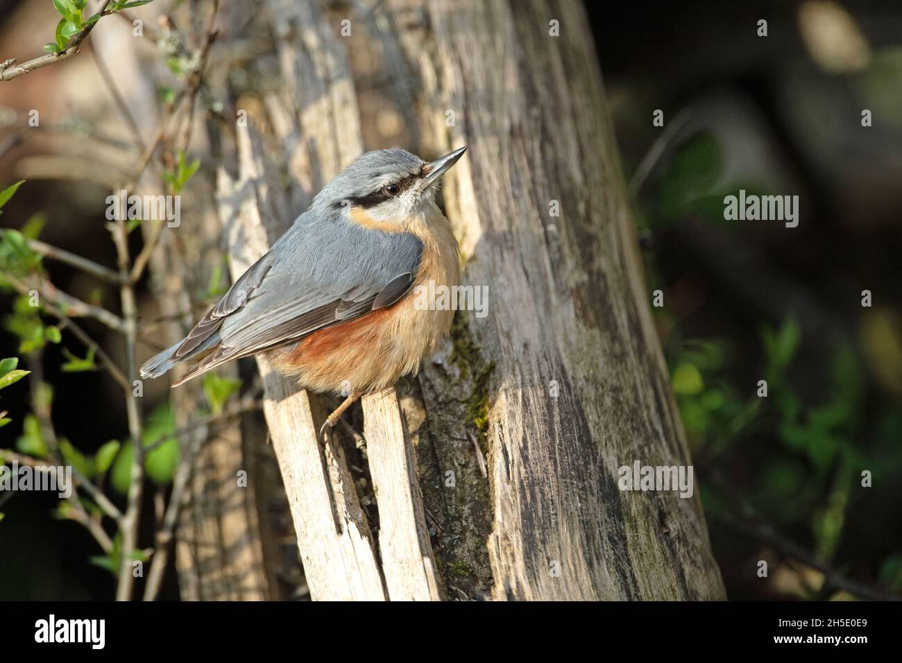 Nuthatch, uccelli del pino nuovo, songbird, songbirds, Sitta europaea, uccello di sparrow, uccelli del passero, uccello, uccelli, uccello della foresta Foto Stock