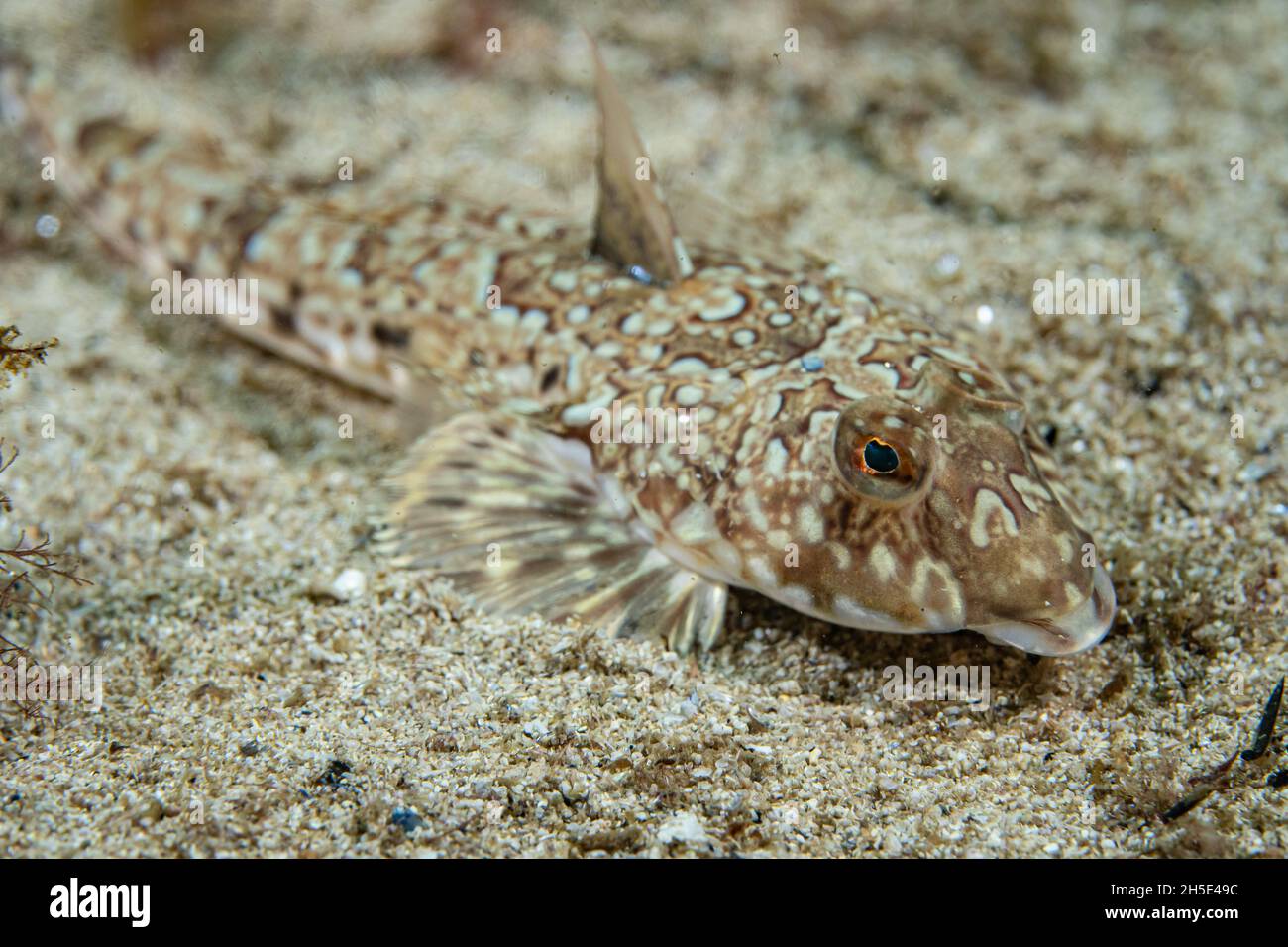 Dragonet comune (Callionymus lyra) alla costa della norvegia Foto Stock