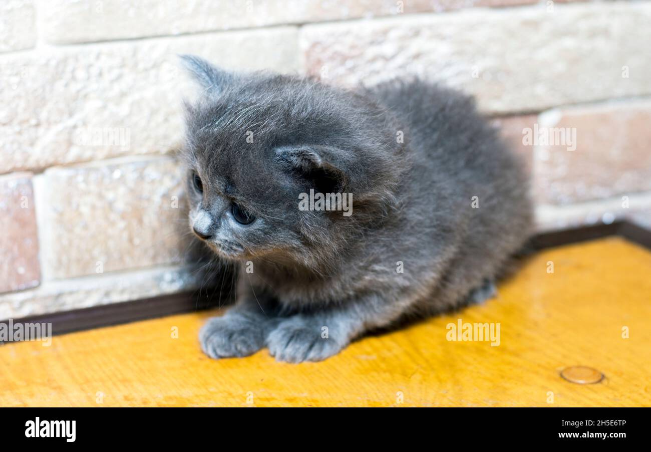 Gattino scozzese blu nell'angolo cottura, il tema dei gatti e gattini domestici Foto Stock