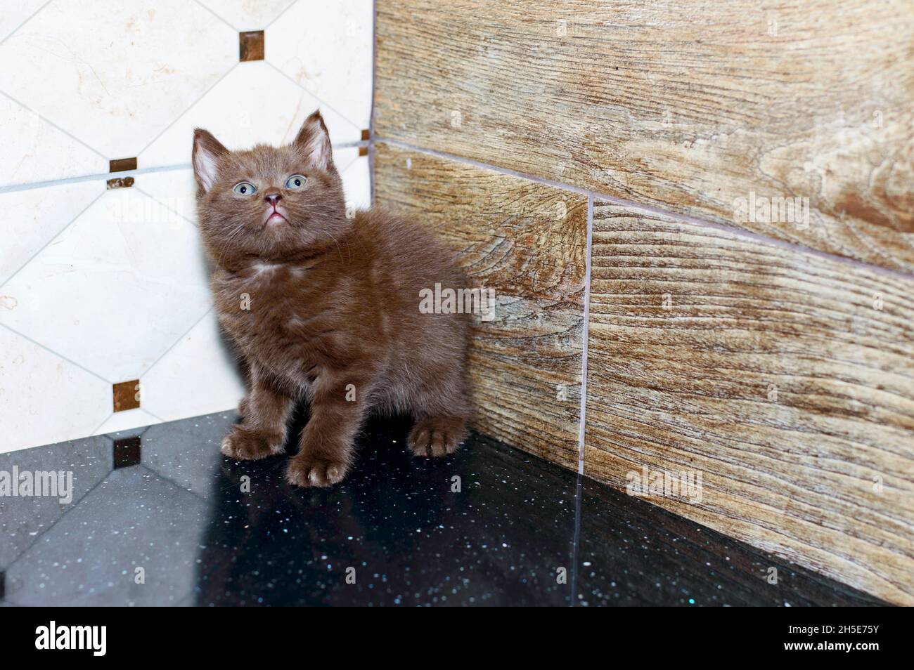 Carino gattino scozzese color cannella sul bancone, gatti e gattini domestici a tema Foto Stock