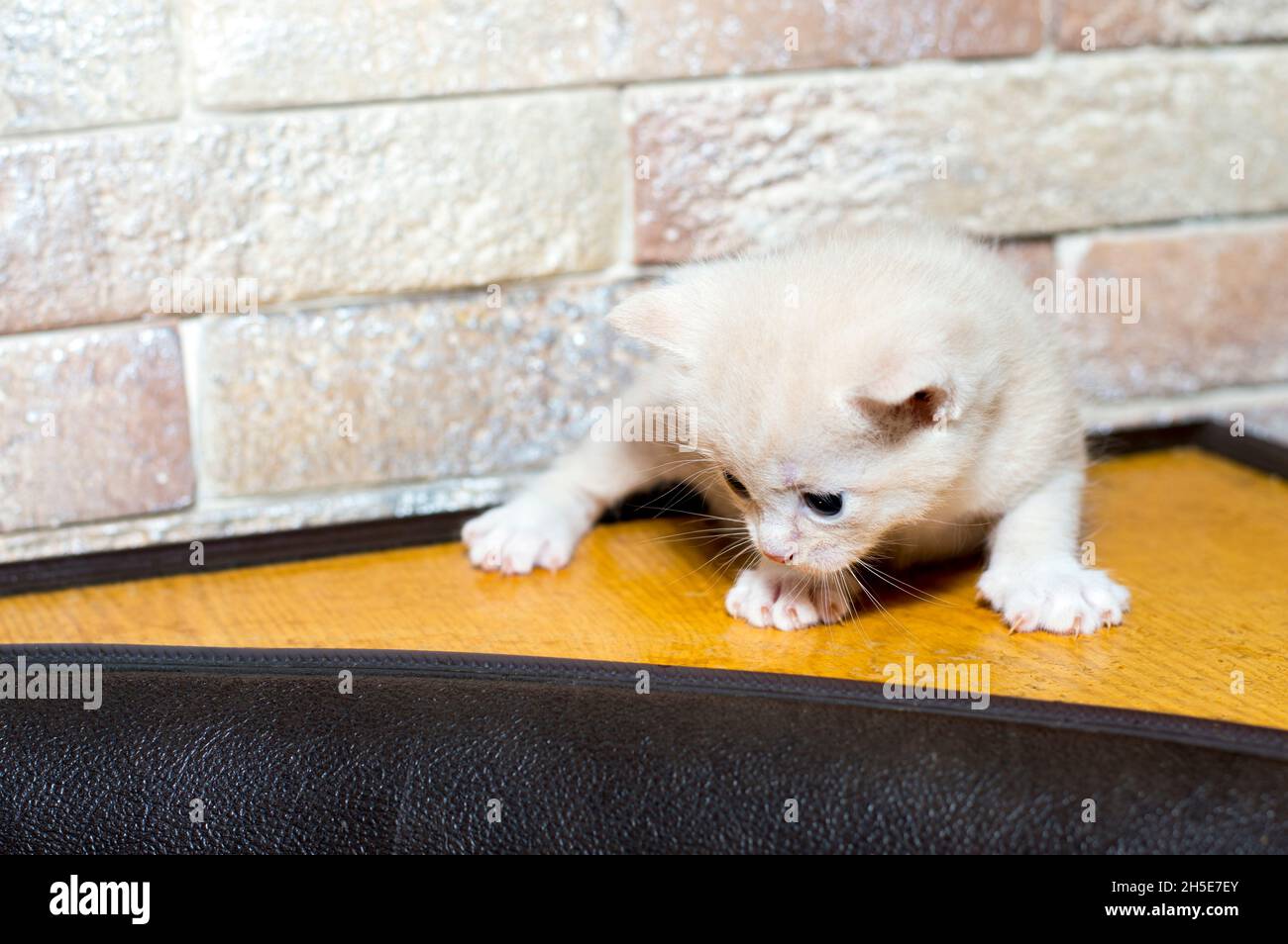 gattino crema al muro di mattoni nell'angolo cottura, il tema dei gatti e gattini domestici Foto Stock