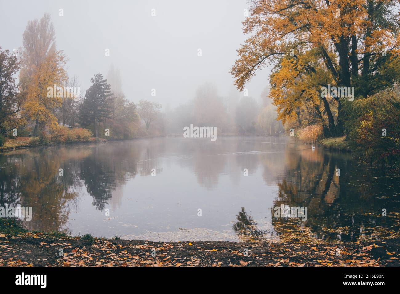 Nebbia suggestiva alba nel parco di Vienna Foto Stock