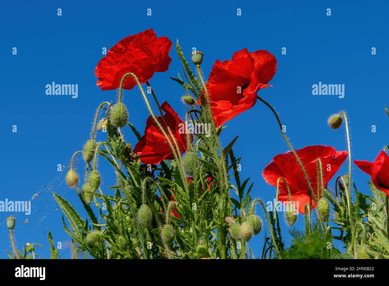 Vista ad angolo basso di alcuni fiori di papavero rossi luminosi e papavero germogli contro un cielo blu chiaro Foto Stock