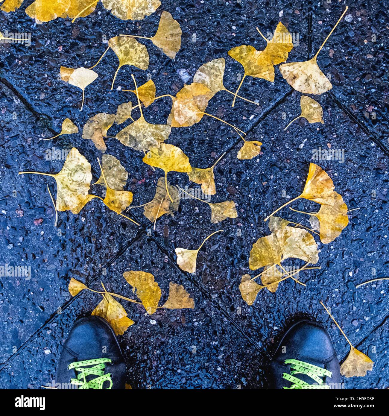 Due piedi, scarpe con lacci gialli e foglie dorate su un marciapiede in autunno Foto Stock