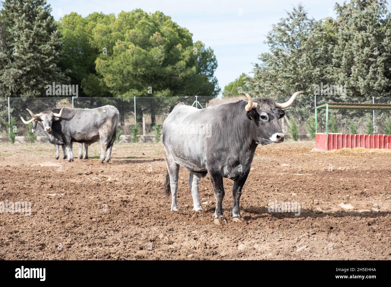 Allevamento di mucche tudanca in un'azienda agricola in Spagna Foto Stock