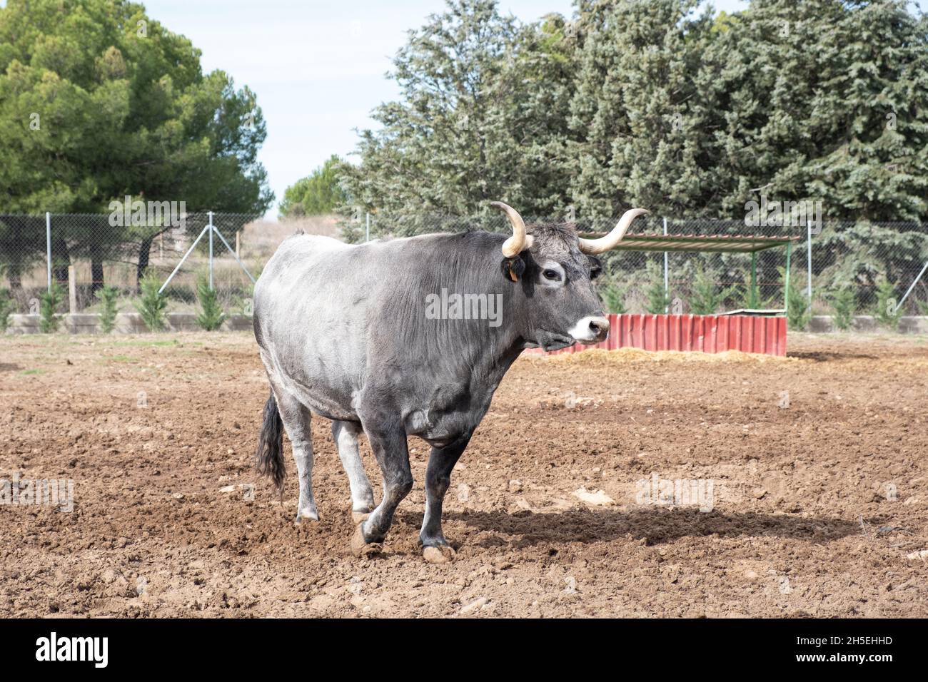 Mucca tudanca allevata in un'azienda agricola in Spagna Foto Stock