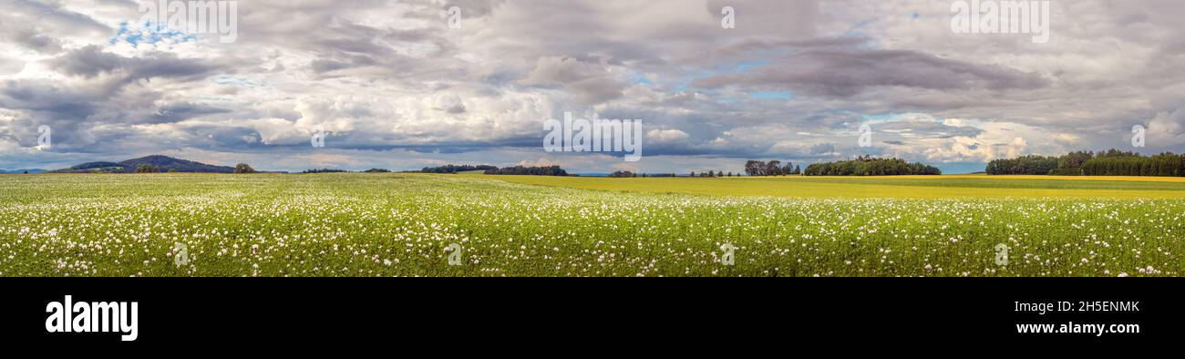 paesaggio con campo di papavero, cielo nuvoloso Foto Stock