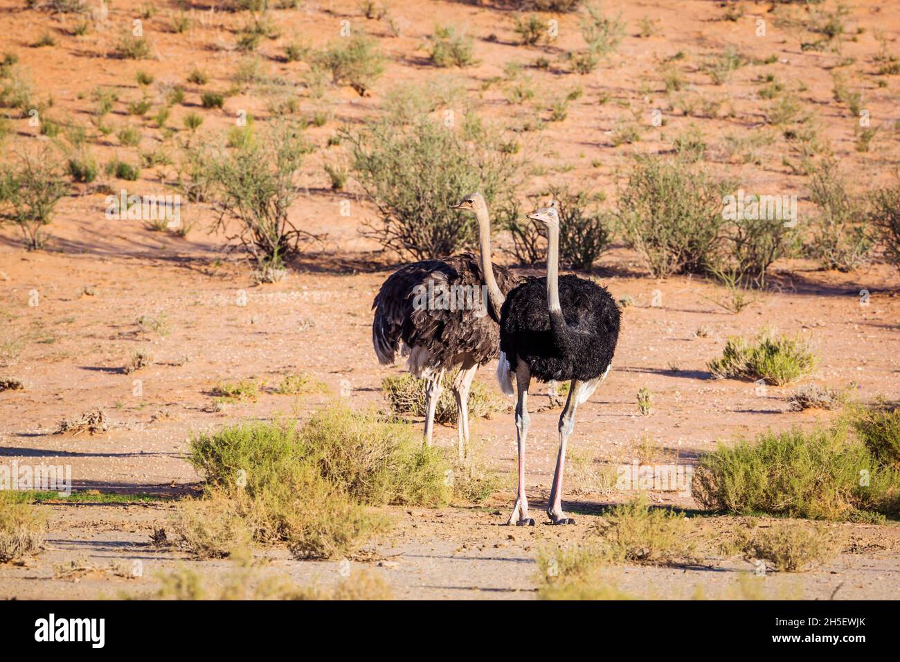 Coppia di struzzi africani in area desertica nel parco di Kgalagadi, Sudafrica ; specie Struthio camelus famiglia di Struthionidae Foto Stock