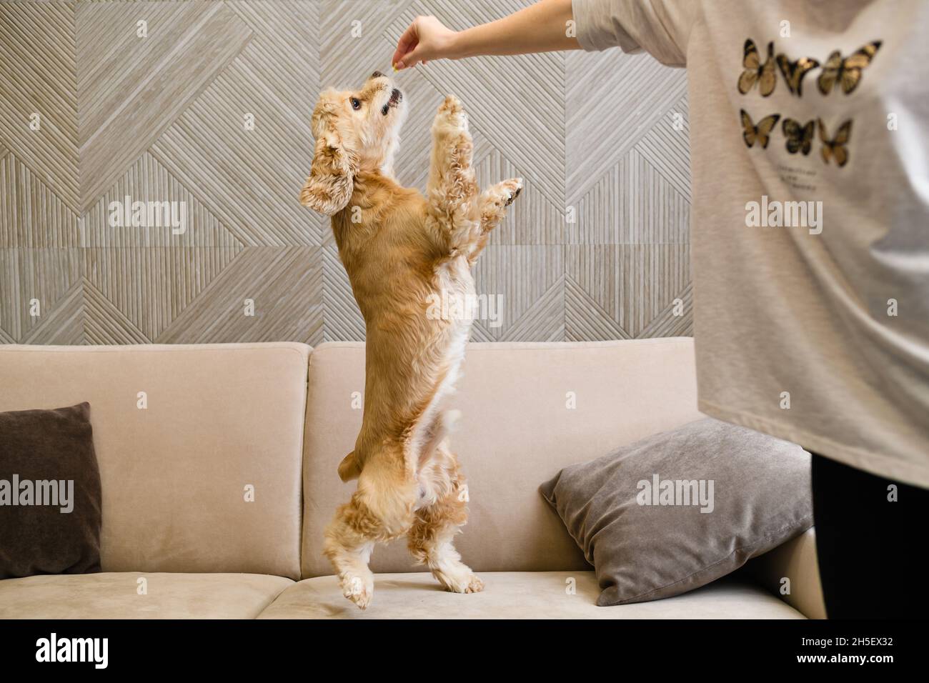 Lo spaniello americano del cocker si leva su due gambe su un divano beige e raggiunge per alimento. La mano femminile dà un trattamento. Foto Stock