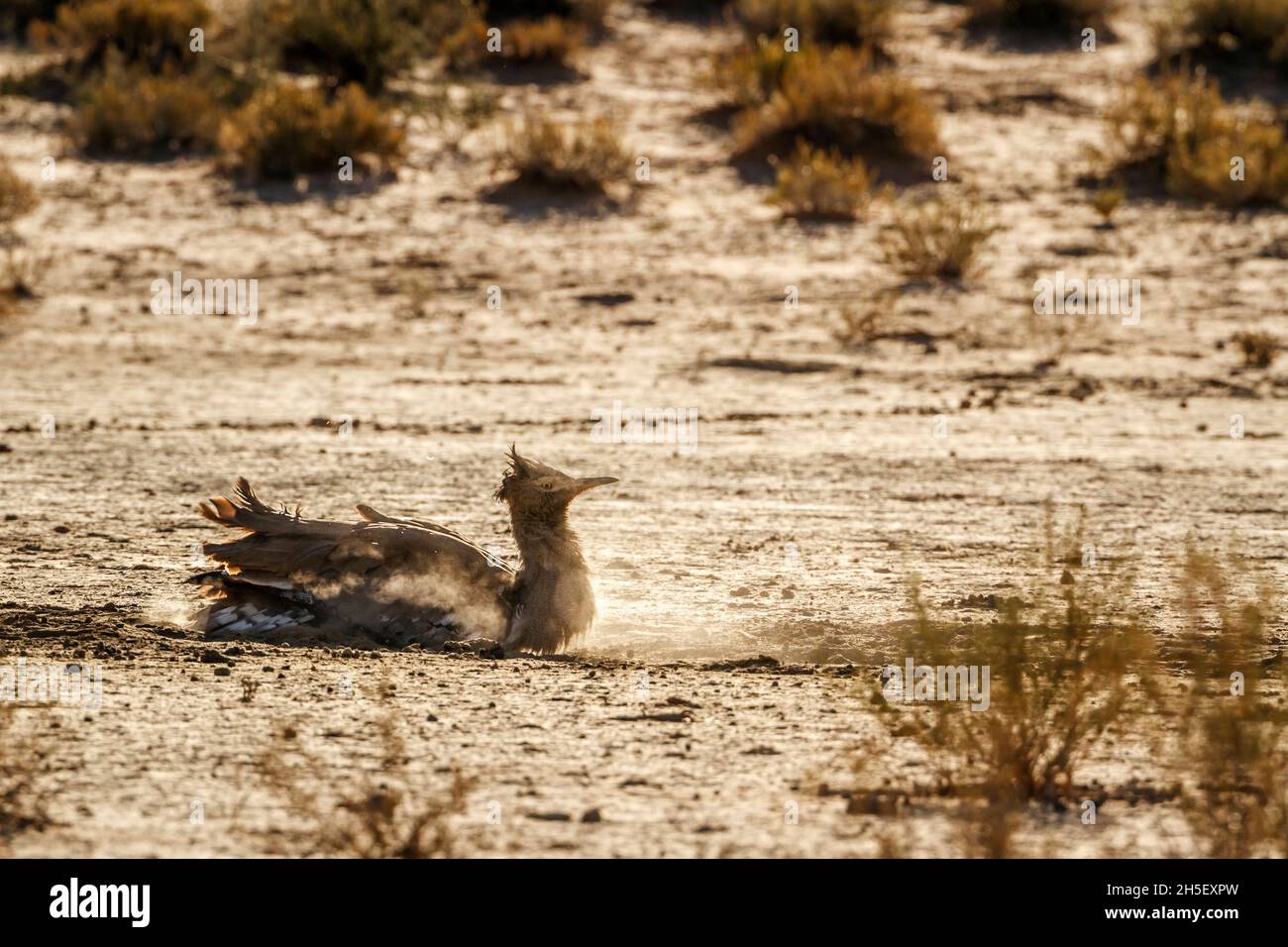 Kori bustard grooming in polvere di sabbia nel parco di Kgalagadi transfrontier, Sudafrica; la famiglia di specie Ardeotis kori di Otididae Foto Stock