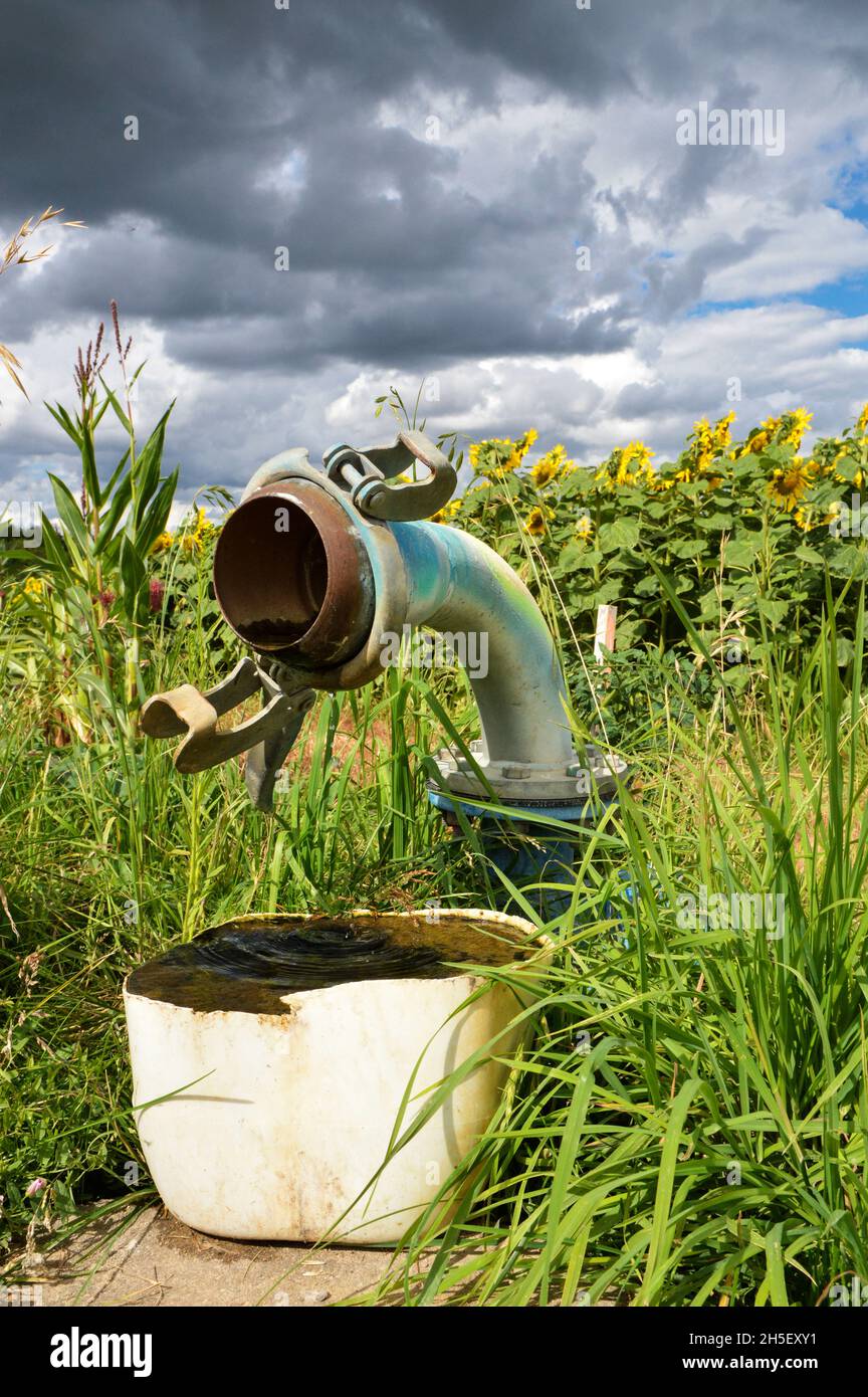 Impianto di irrigazione a pompa per irrigazione agricola per la coltivazione del girasole durante l'estate. Foto Stock