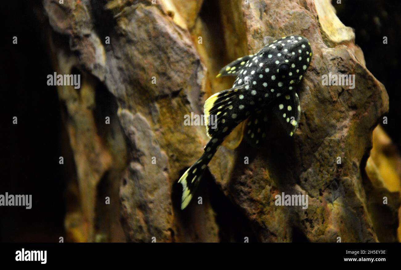 Bel pesce del tipo Baryancistrus, chiamato pepite d'oro. Foto Stock
