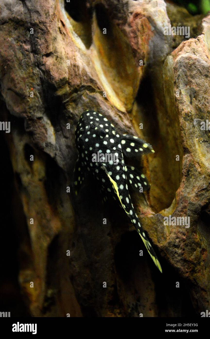 Bel pesce del tipo Baryancistrus, chiamato pepite d'oro. Foto Stock