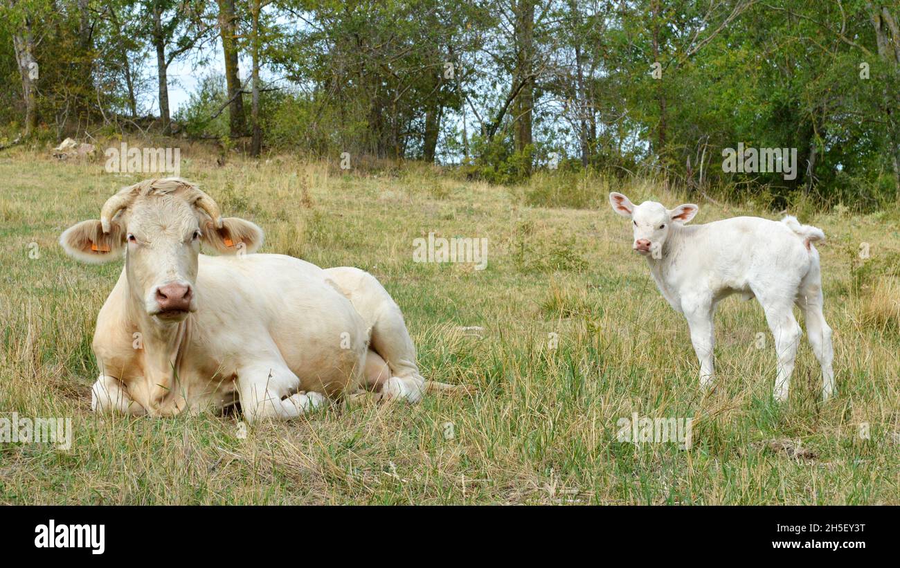 Una mucca madre con il suo vitello in un campo nella campagna. Foto Stock