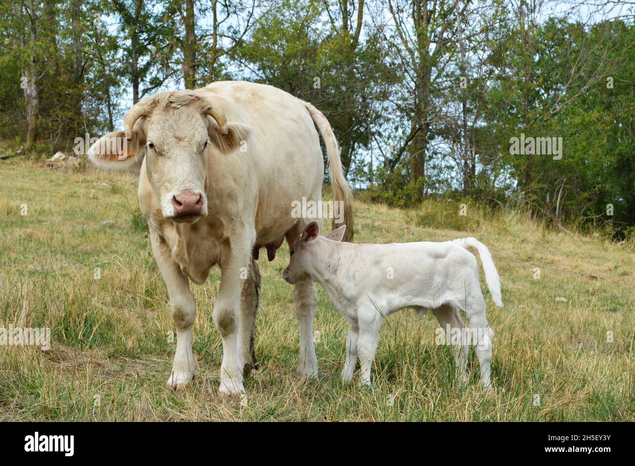 Una mucca madre con il suo vitello in un campo nella campagna. Foto Stock