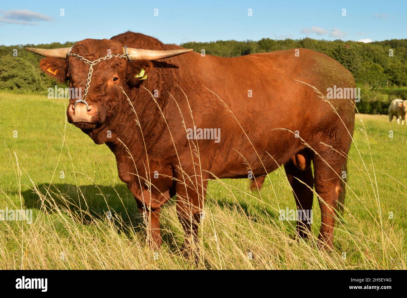Magnifico e potente Salers razza toro Foto Stock