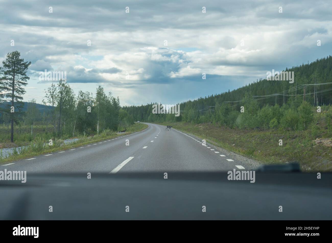 Vista dal finestrino della renna attraversare la strada principale in Lapponia svedese. Giorno nuvoloso estivo, foresta nel nord della Svezia. Foto Stock