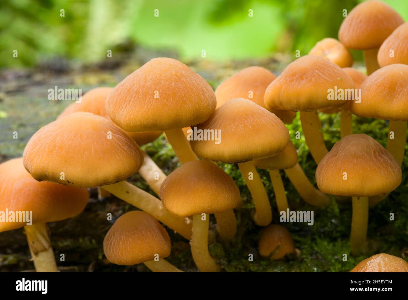 Comune Brittlestem (Psathyrella piluliformis) funghi a Beacon Hill Wood nelle colline Mendip, Somerset, Inghilterra. Foto Stock