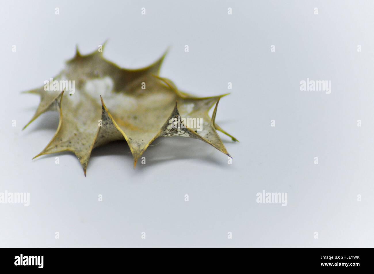 Una foglia di agrifoglio parzialmente decomposta (Ilex) che mostra la sua struttura scheletrica in luoghi posti su sfondo bianco Foto Stock