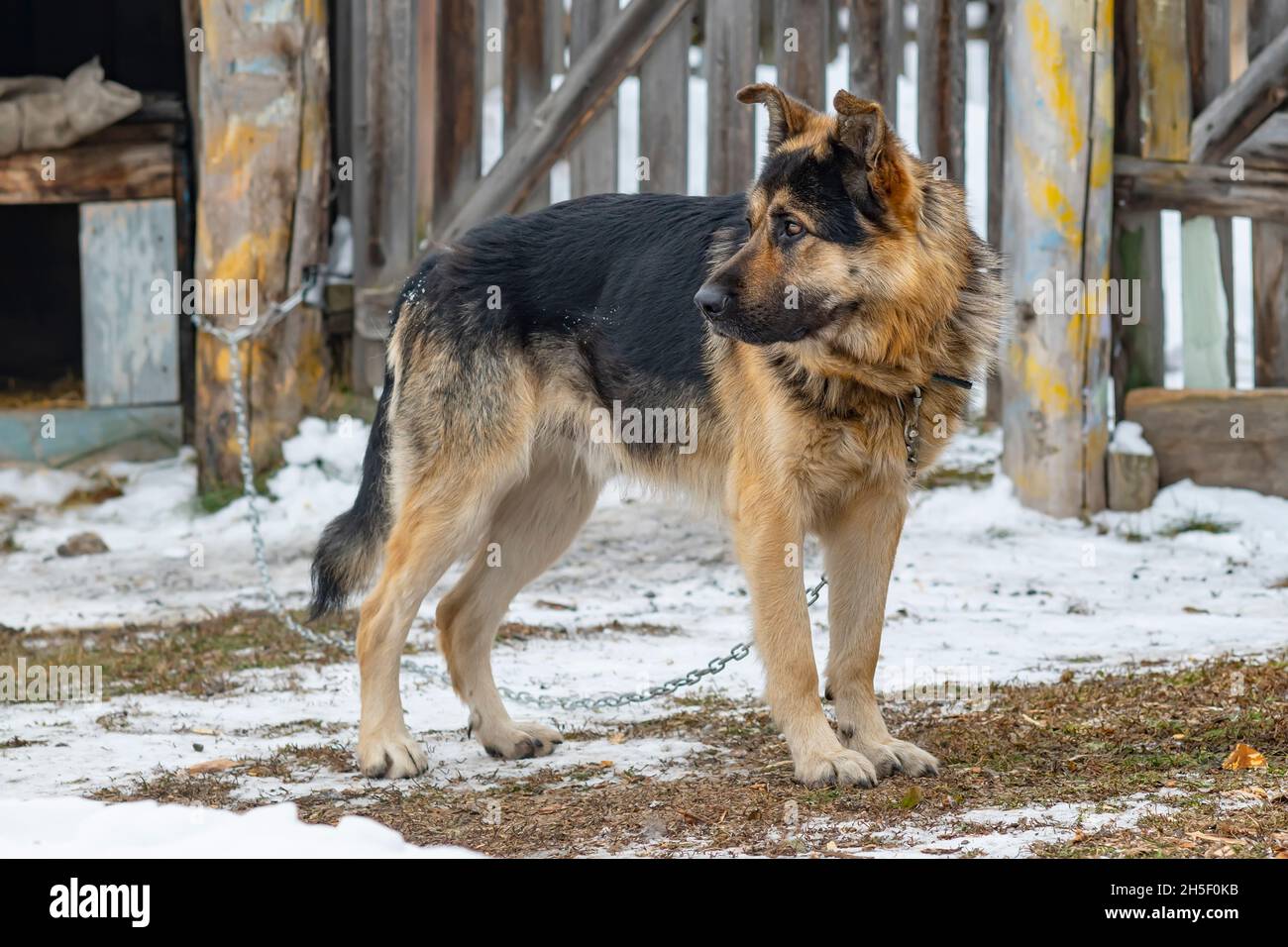 Un cane tetered, un pastore tedesco purosangue, si trova vicino ad un'alta recinzione di legno con una catena allungata e un collare Foto Stock