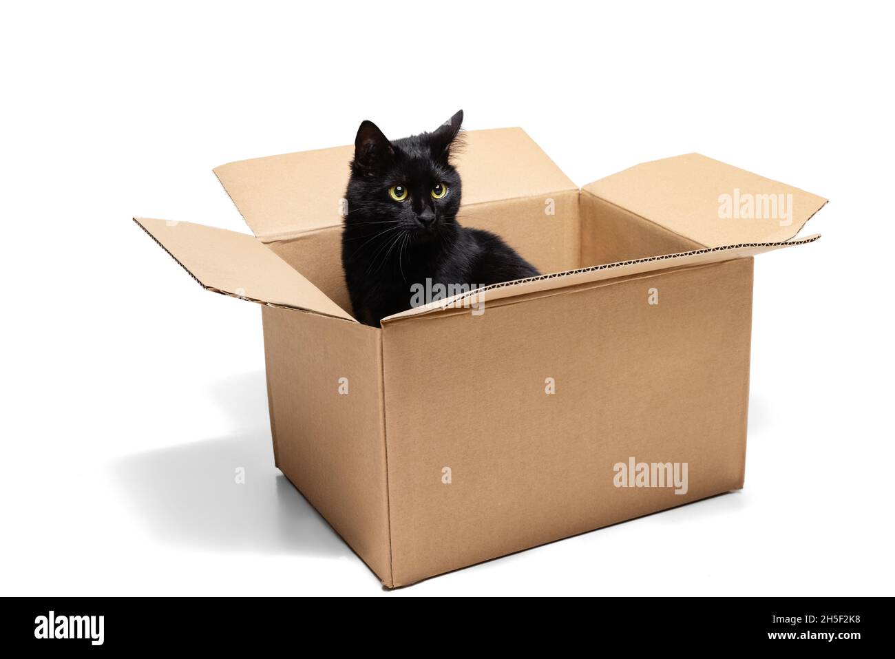 Uno splendido gatto nero purebred seduto in scatola di cartone isolato su sfondo bianco studio. Concetto di vita animale Foto Stock