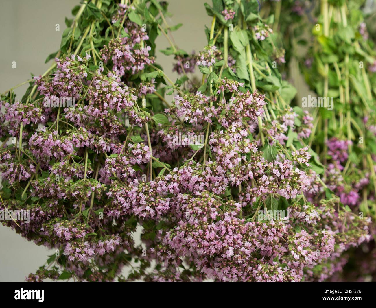 Un mazzo di origano. Primo piano di piante erbacee medicinali. Foto Stock