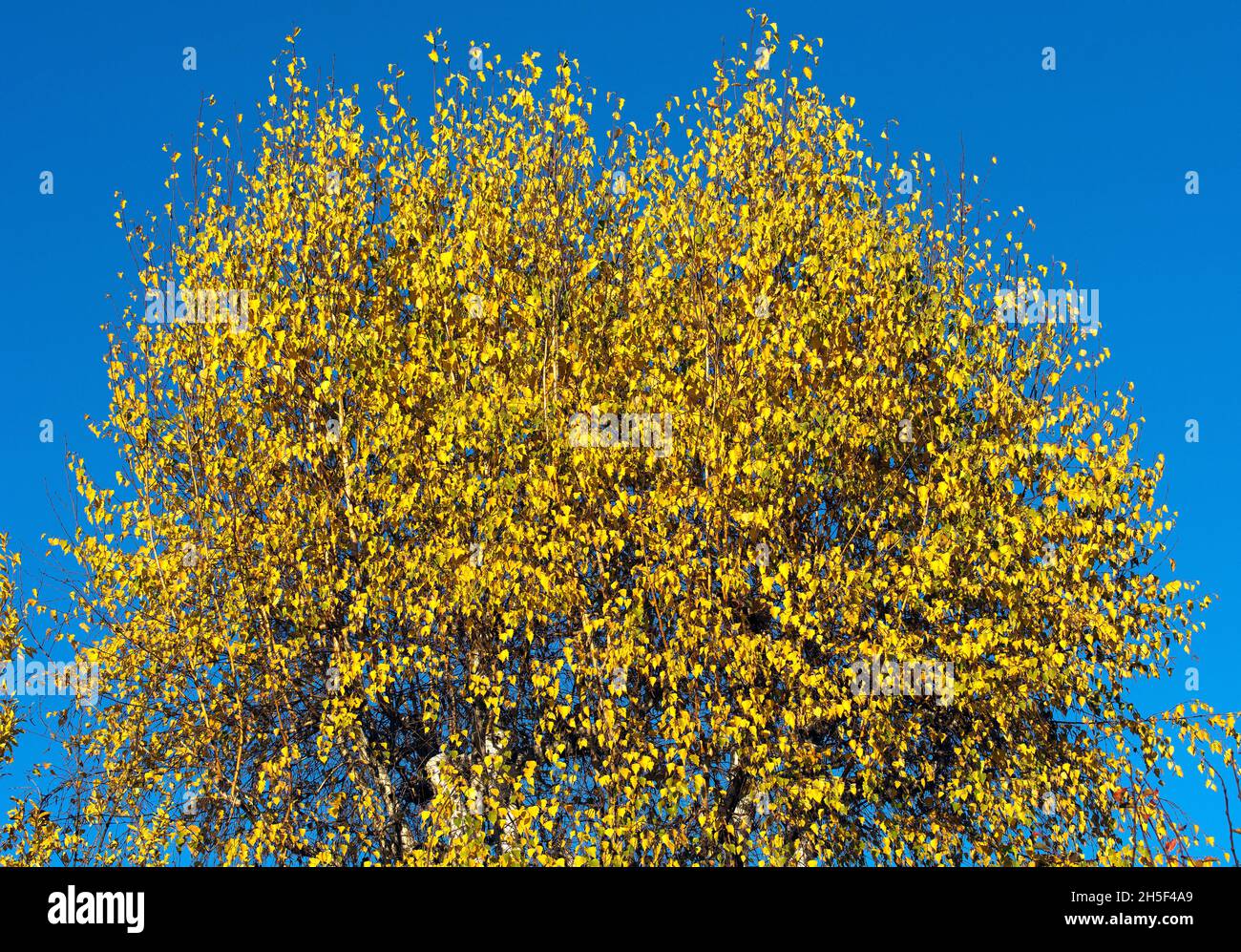 Albero giallo sul cielo blu Foto Stock