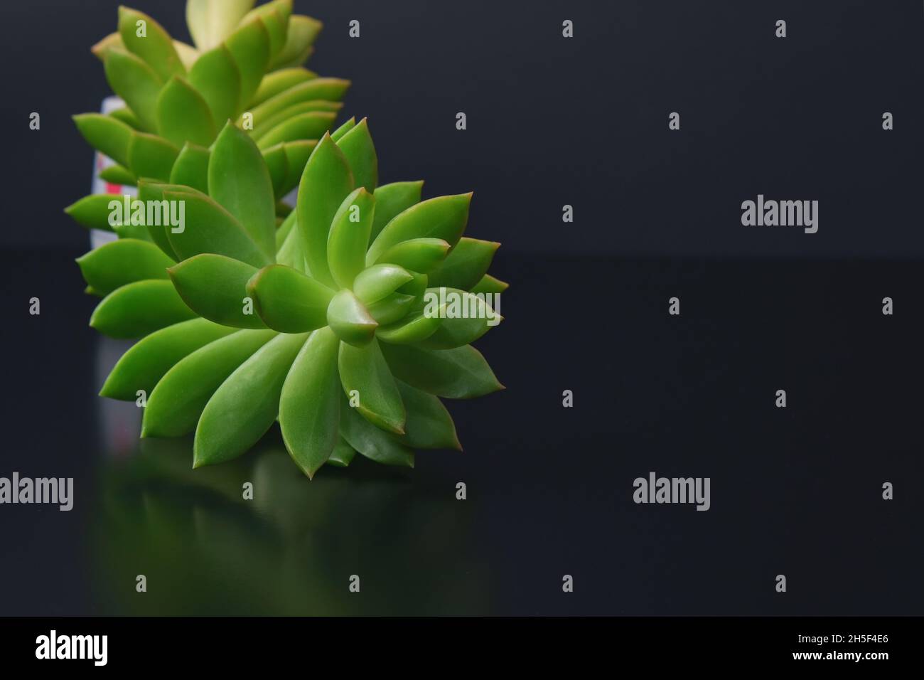 Echeveria succulenta pianta interna in vaso decorativa con disegno frattale di gambo e foglie carnose su sfondo nero Foto Stock