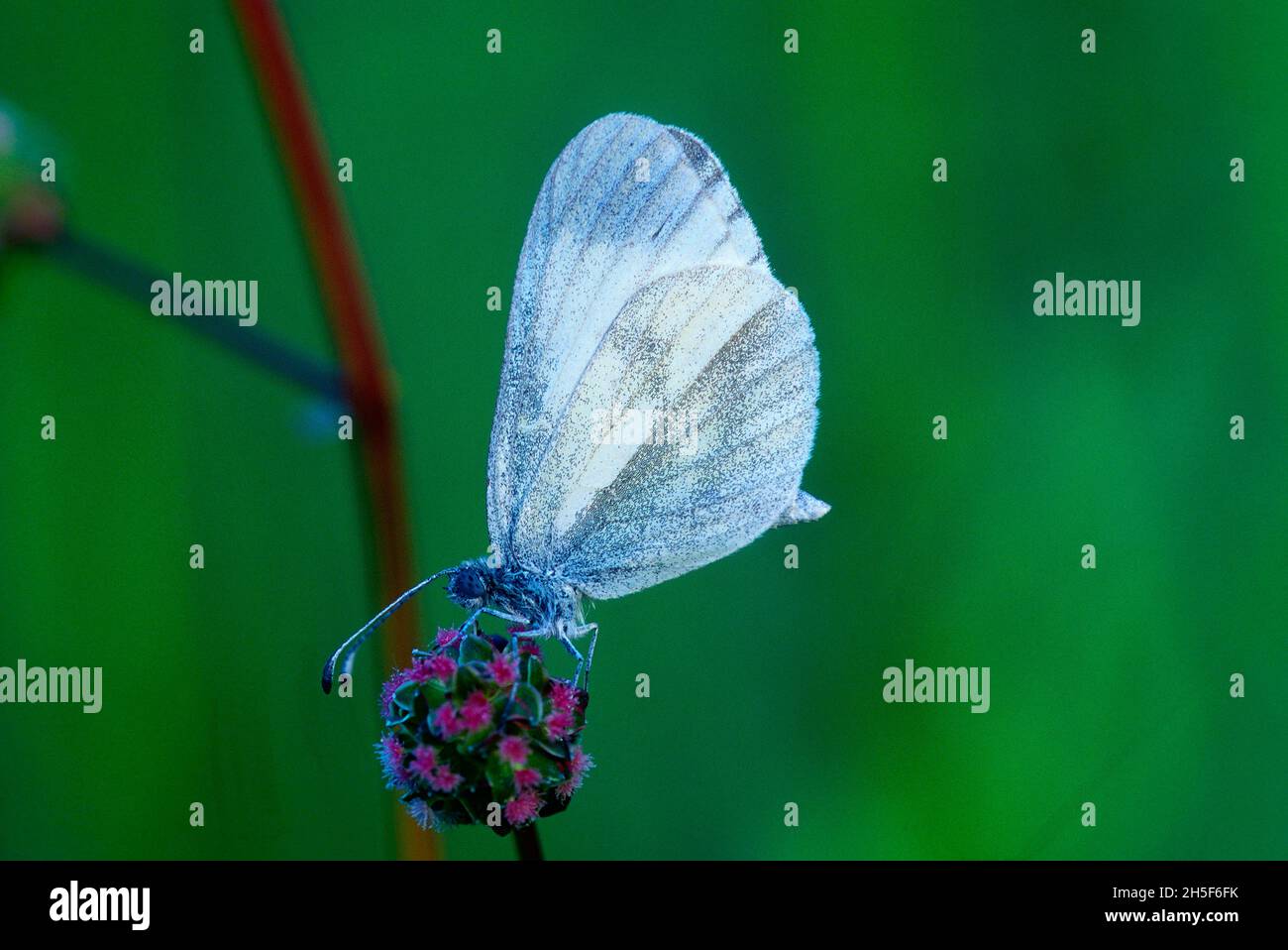 Bianco, Leptidea spec., Pieridae, farfalla, insetto, Animal, Küssaburg, Baden-Württemberg, Germania Foto Stock