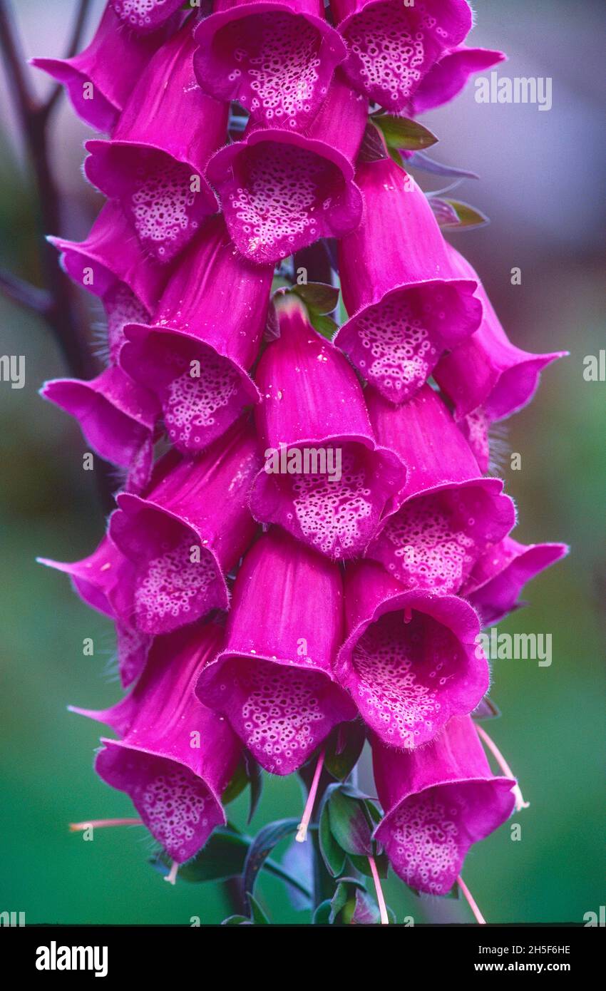 Fox Glove, Digitalis purpurea, Plantaginaceae, infiorescenza, fiori, Fiore,  pianta, Alsazia, Francia Foto stock - Alamy