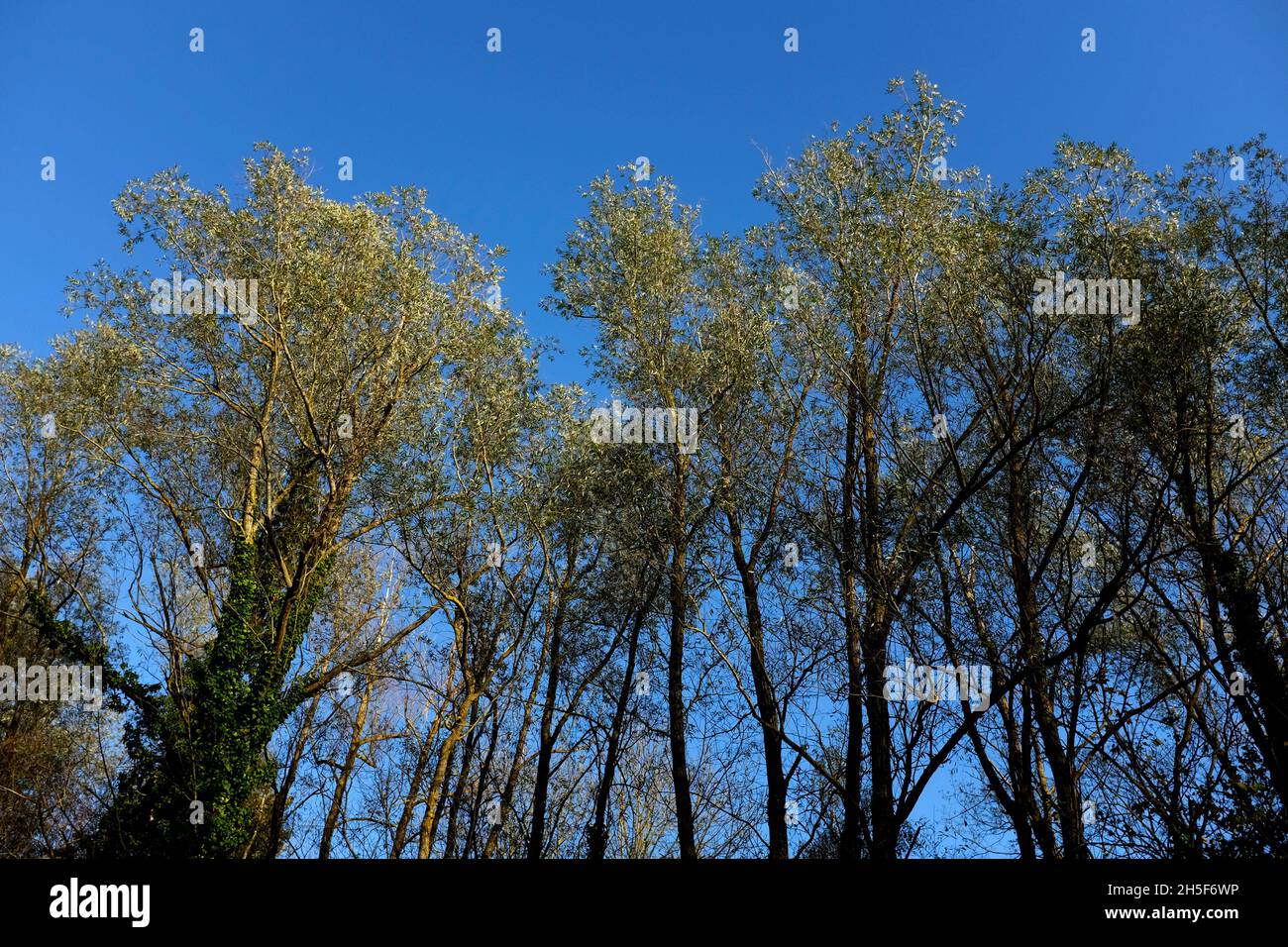alti alberi di salice e skyline blu nel fordwich park, sturry, canterbury, kent, uk novembre 2021 Foto Stock