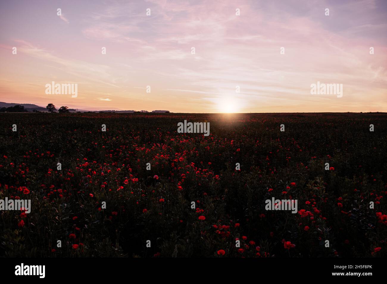 Un bel campo di papavero in una serata con un tramonto incredibile Foto Stock
