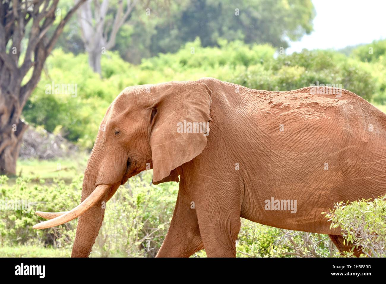 Profilo di un grande elefante toro (Loxodonta africana) con colore rosso mattone dai terreni ricchi di ossido di ferro del Parco Nazionale Est di Tsavo, Kenya. Foto Stock