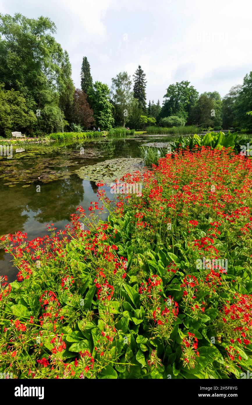 Inghilterra, Hampshire, Test Valley, Stockbridge, Longstock, Leckford Estate, Longstock Park Water Gardens Foto Stock