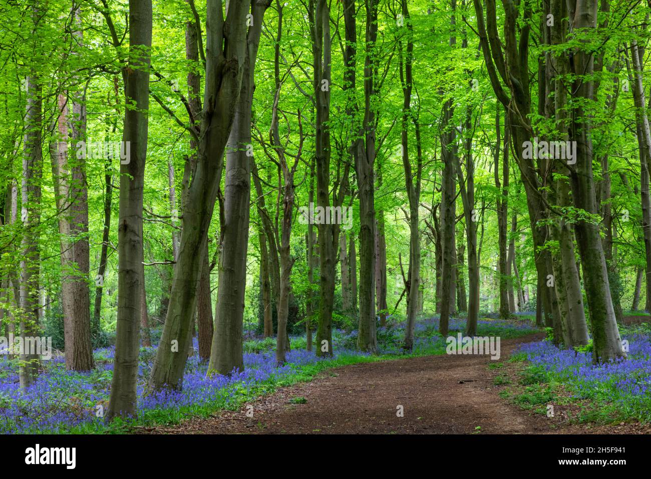 Inghilterra, Hampshire, Hinton Ampner, sentiero vuoto in Bluebell Woods Foto Stock